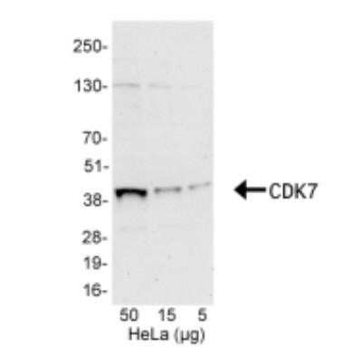 Western Blot: Cdk7 Antibody [Biotin] [NBP1-71799] - Whole cell lysate from HeLa (50, 15, and 5 ug). Antibody: Affinity purified, biotin-conjugated, rabbit anti-CDK7 antibody used at 0.1 ug/ml. Detection: Streptavidin-HRP and chemiluminescence with an exposure time of 30 seconds.